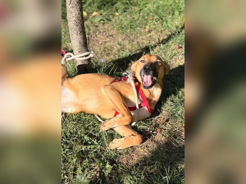 LISA❤️sanfte Seele sucht ihr Familienglück