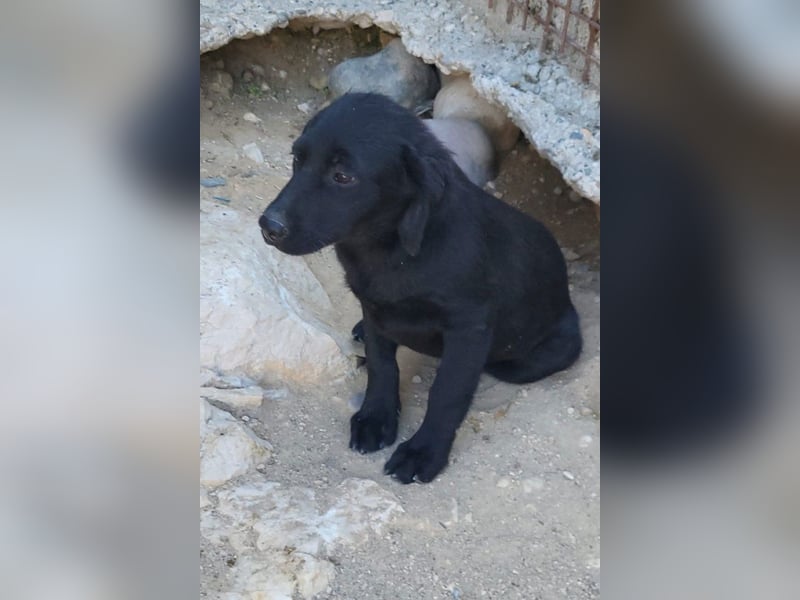 Knutschkugel GRACIE❤️zauberhaftes Fellschnute sucht ihr Zuhause fürs Leben