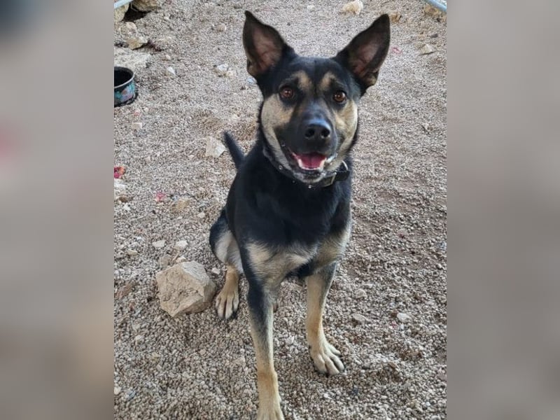 Otto ❤️ so freundlich und verträglich! Otto ❤️ so freundlich und verträglich!