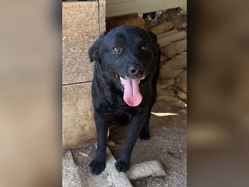 Bruce ❤️ Sanftmütig, loyal, verschmust!