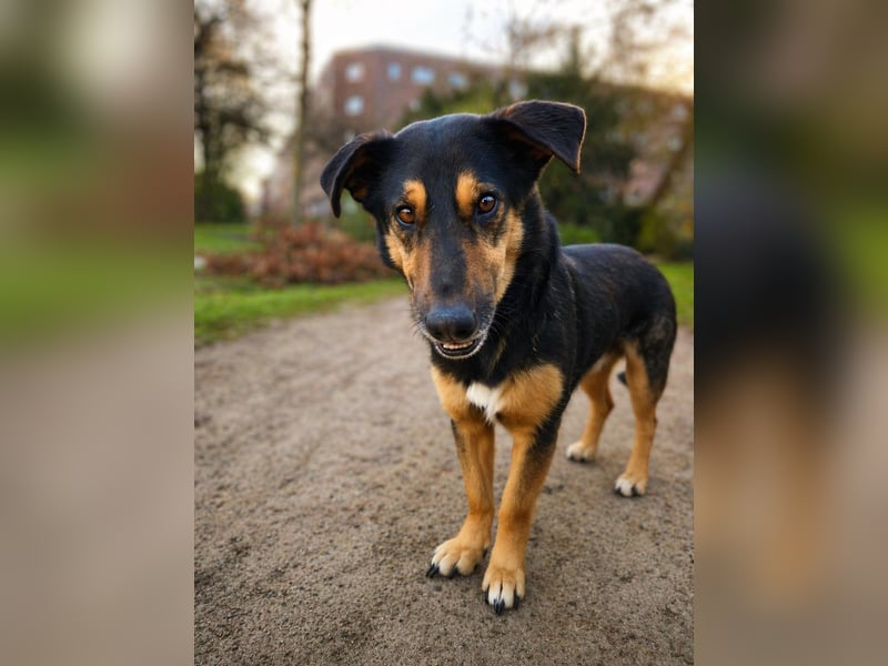 Otti - Sensibler Herzenshund sucht ruhiges Zuhause!- auf PS in 22049 Hamburg