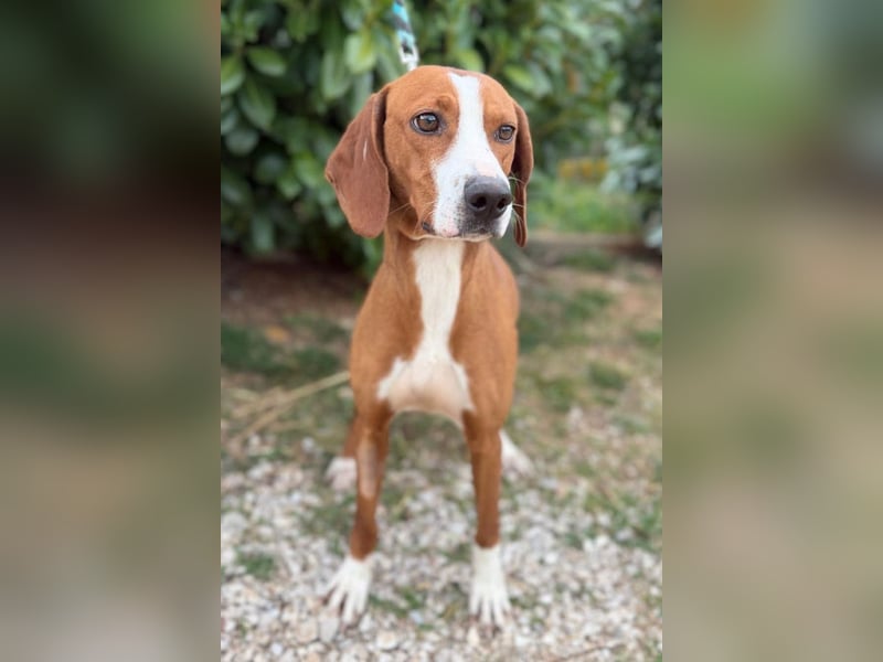 Linda ❤️ fröhliche, sanfte junge Hündin!