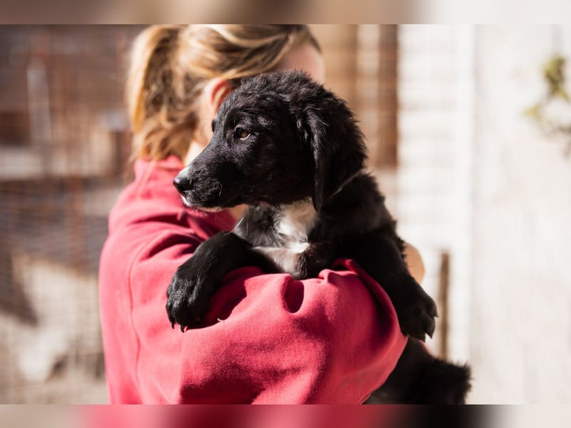 Rudi ❤️ verspielter, lieber Welpenbub! Rudi ❤️ verspielter, lieber Welpenbub!