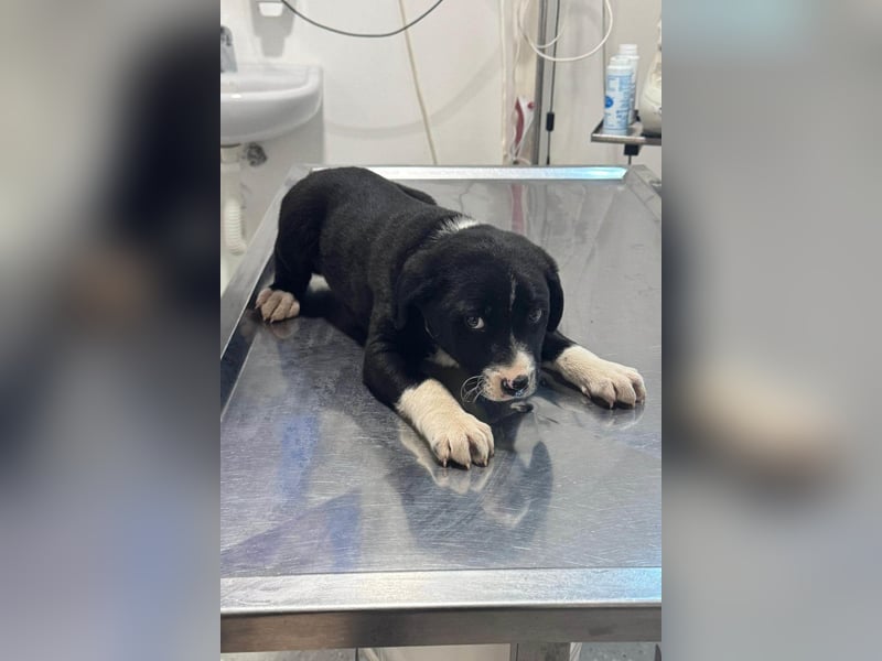 Welpe LENNI❤️kleiner Entdecker sucht sein großes Glück!