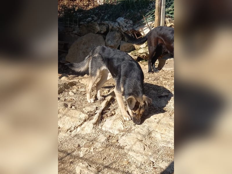 Zana ❤️ freundliche, sanfte junge Hündin