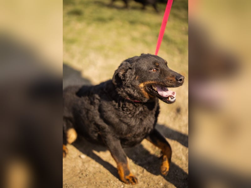 Aktiver Ares sucht seine aktiven Menschen