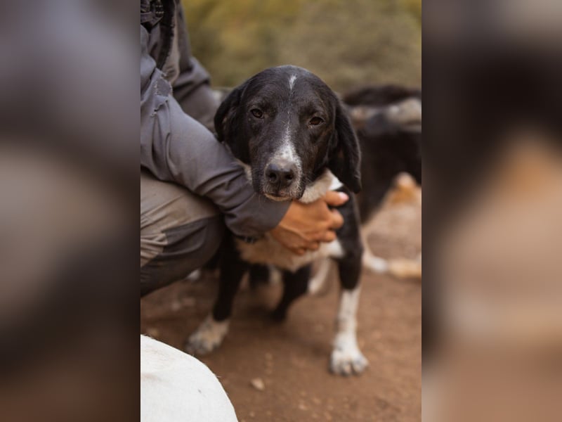 GROF❤️so lieber, anhänglicher Hundejunge