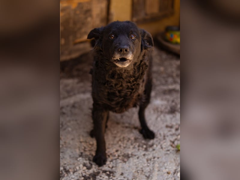 Nox ❤️ liebevoller Kämpfer auf 3-Beinen