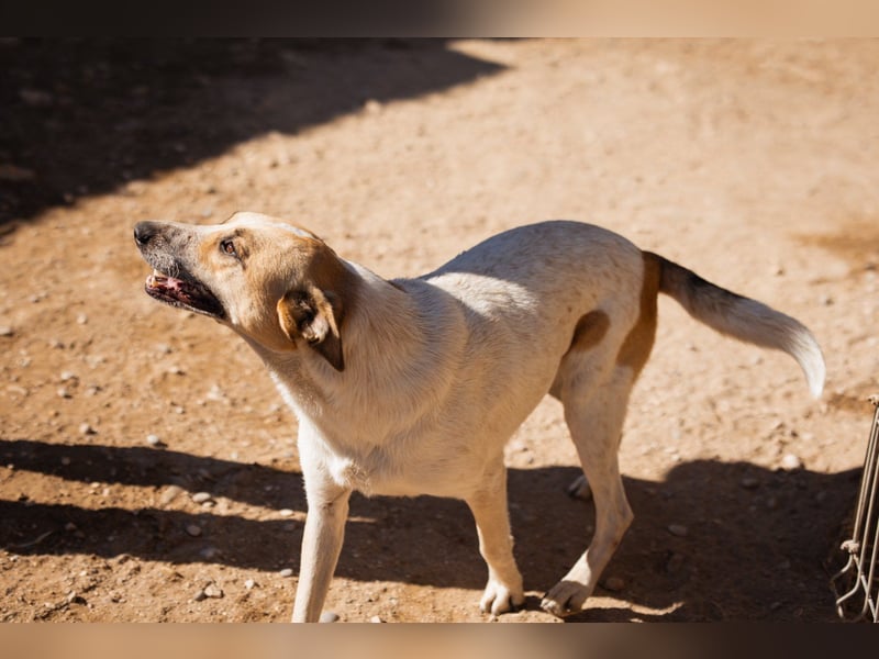 Liebe Nala möchte bei dir einziehen ❤