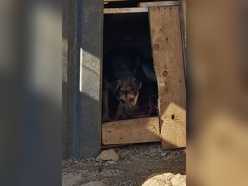 Zana ❤️ freundliche, sanfte junge Hündin