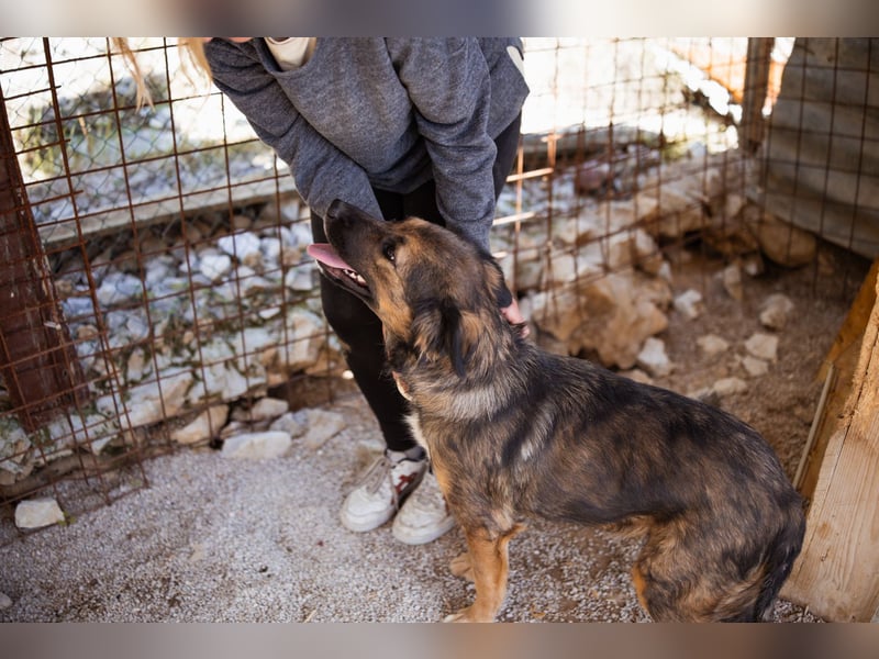 Jacky ❤️ junge Traumhündin sucht Zuhause Jacky ❤️ junge Traumhündin sucht Zuhause