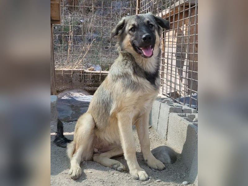 Suki ❤️ Süßes + liebes Hundemädchen sucht liebevolles Zuhause!