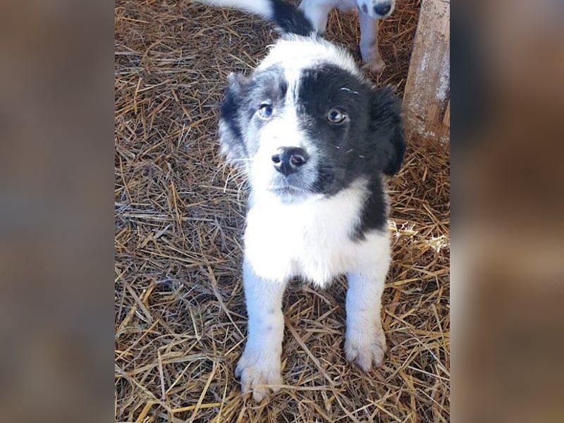 Sammy- jung, noch schüchtern - sucht seine feste Bindung