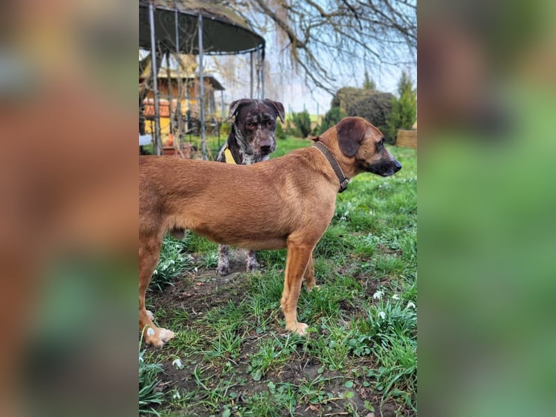 Sanfter ♥Amigo♥ erwartet dich bereits in 74749 Rosenberg