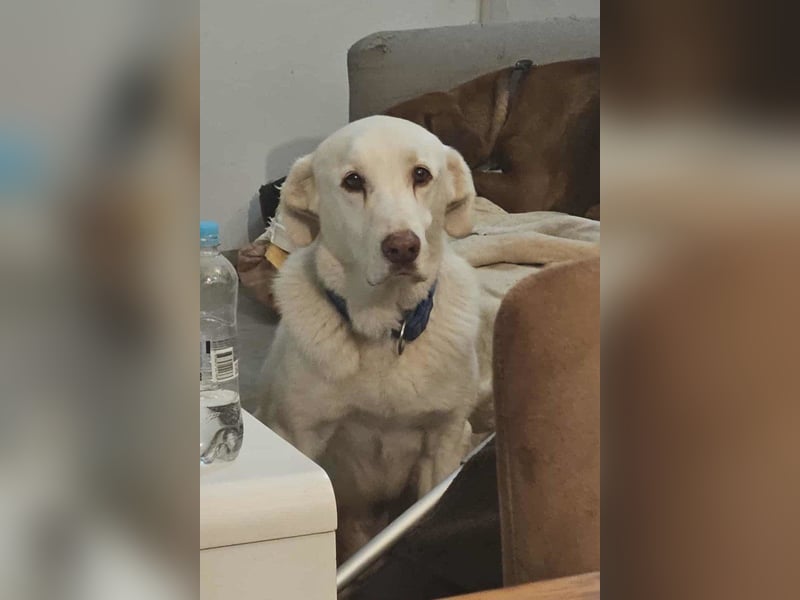 OldBoy ♥ ARON ♥ liebt Kinder, Hunde + Katzen