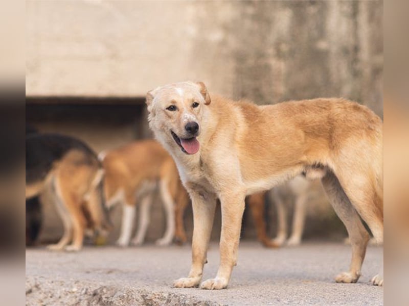Bob wartet sehnsüchtig auf deine Anfrage