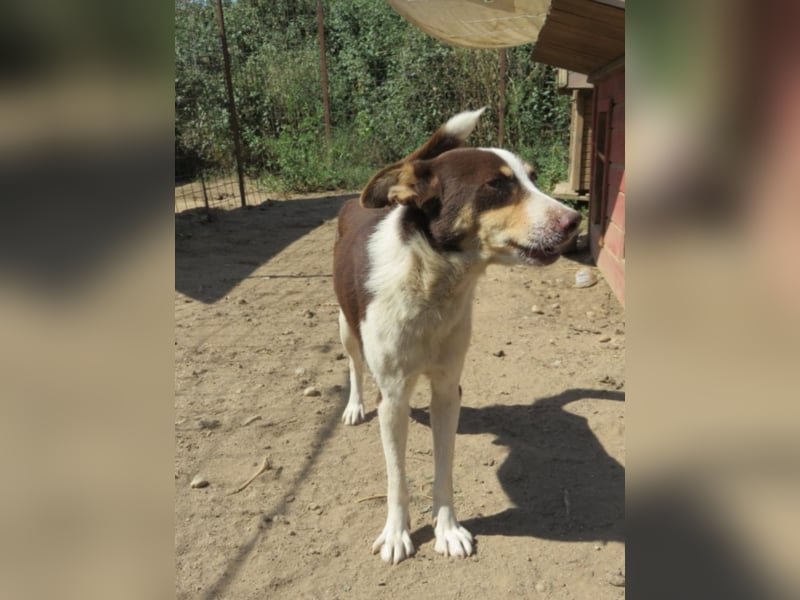 Max - Angsthäschen sucht Menschen mit viel Liebe und Geduld 