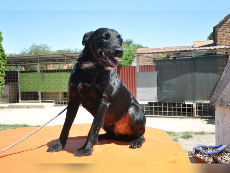 LEMMY❤️harmonischer, treuer Begleiter sucht sein Happy End