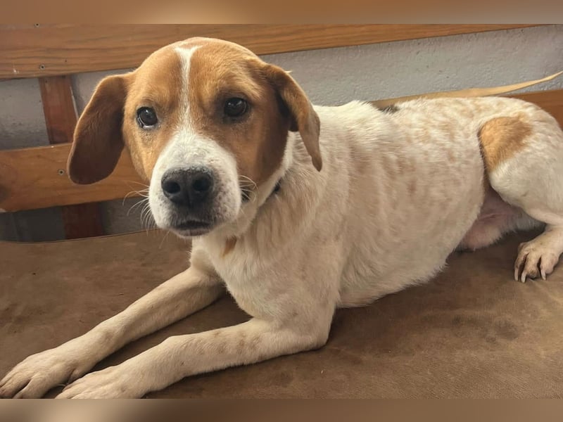 Sony ❤️ Familienhund mit großem Herzen