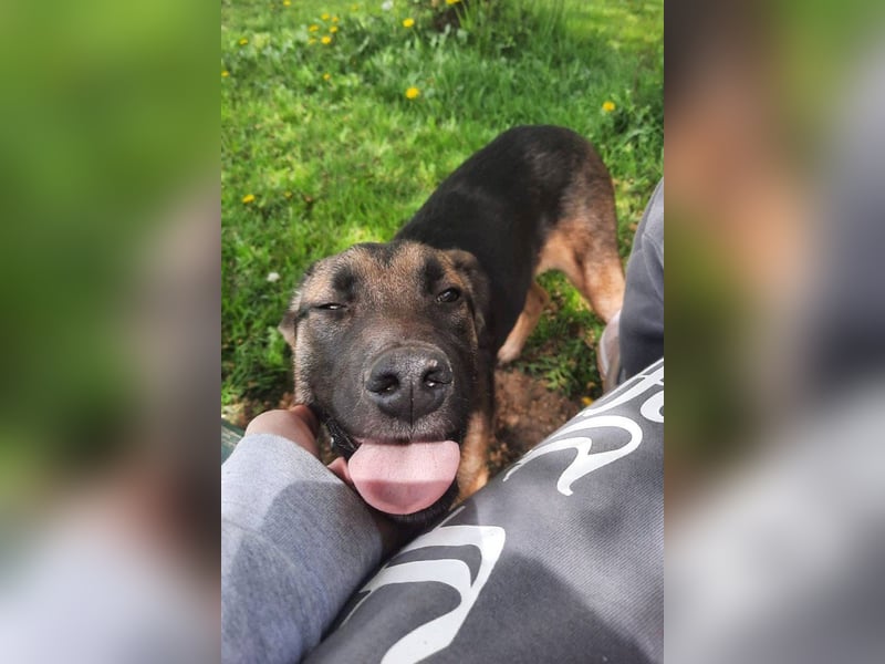 Liebe ♥Izzy♥ treue Junghündin sucht ihren Familienanschluss