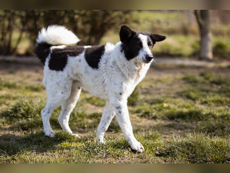 Toller Rüde ♥Thor♥ ruhig & ausgeglichen