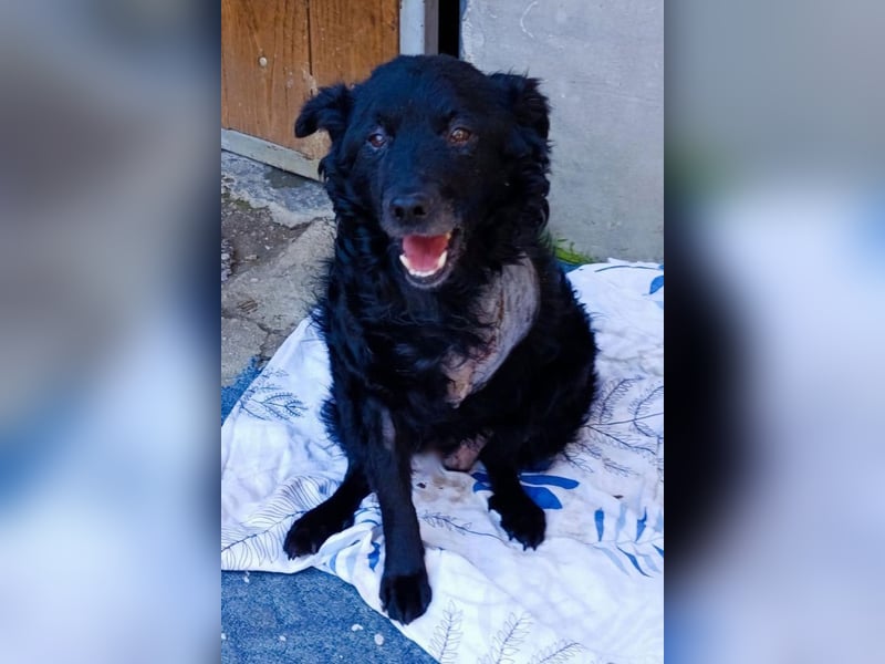 Nox ❤️ liebevoller Kämpfer auf 3-Beinen