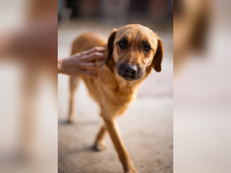 Linda & Luna -  dein Duo-Dreamteam auf 4 Pfoten