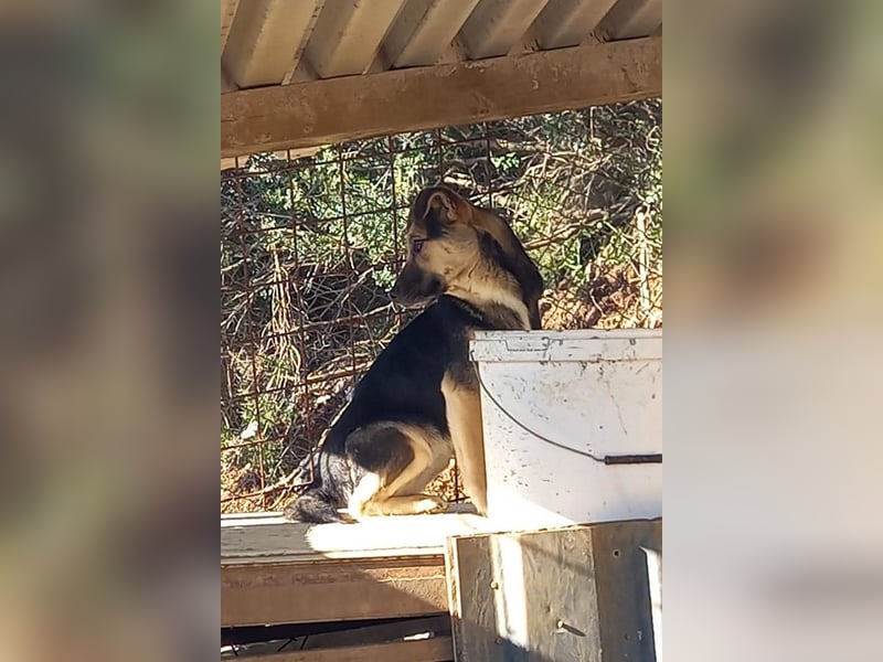 Zana ❤️ freundliche, sanfte junge Hündin