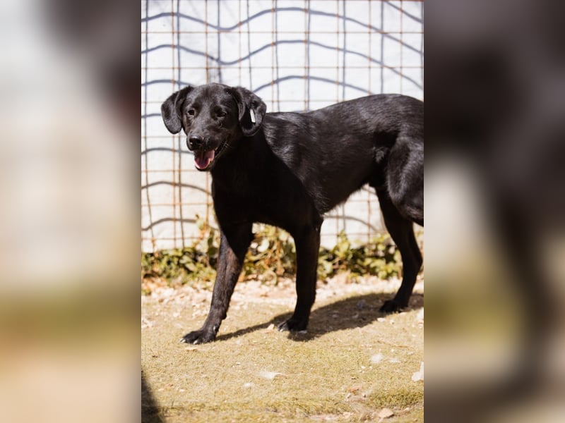 PRINCE❤️sanfter, sozialer Hundebub wartet auf seine Chance