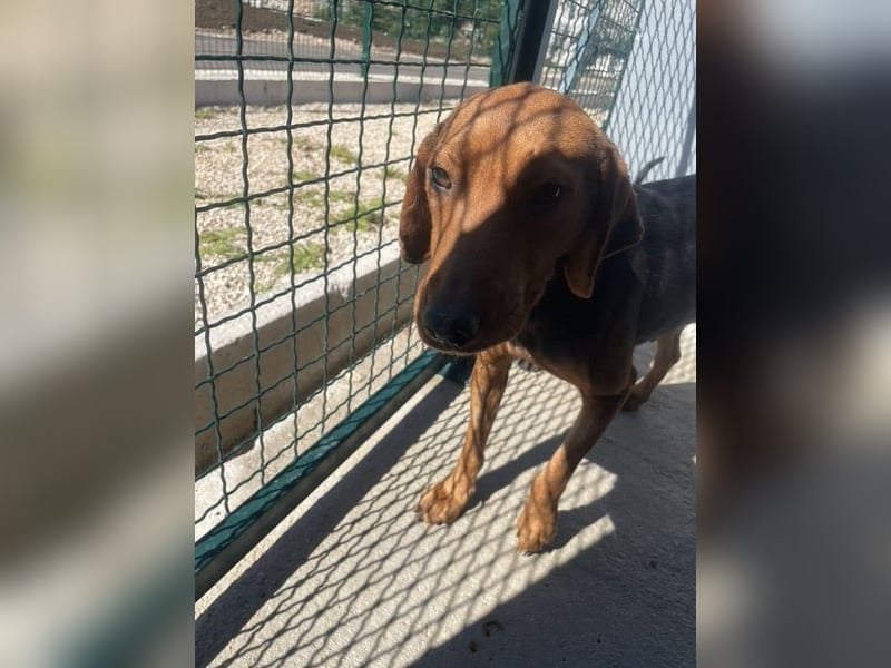 Holly ruhige, verschmuste Hündin sucht ihr Für-immer-Zuhause