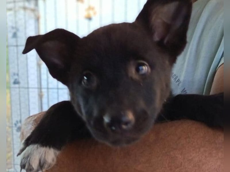 Zuckerschnute YVETTE❤️fröhliches, verkuscheltes Welpenmädchen sucht ihr Für-Immer-Körbchen
