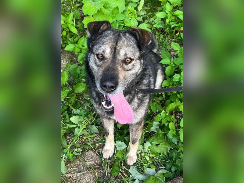 Medo ❤️ so gutmütig, liebevoll + sozial!