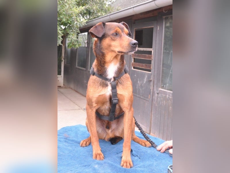 Lieber ♥Amon♥ sozialer, neugieriger Rüde