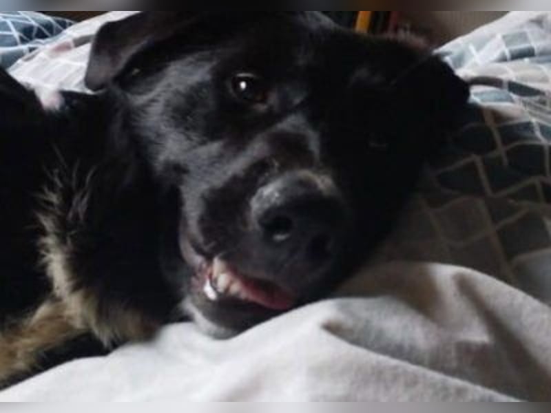 Sienna süße junge Schäfi-Mix-Schnute