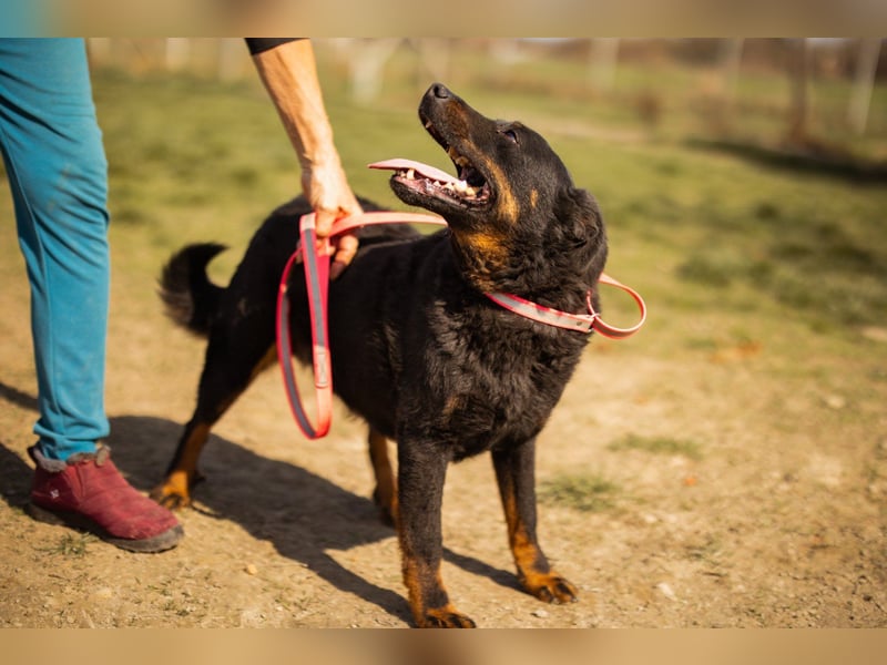 Aktiver Ares sucht seine aktiven Menschen