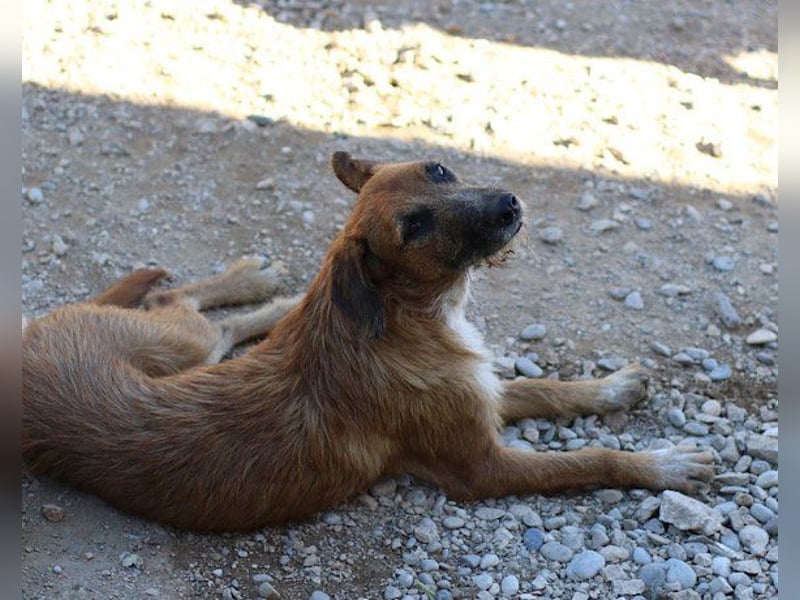 Sanfter ♥ Oscar ♥ wartet schon in 74749 Rosenberg