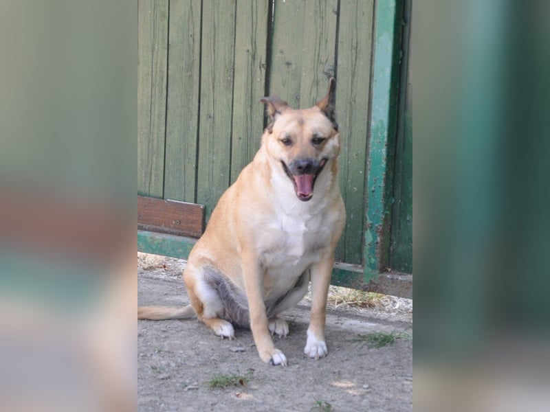 Hündin ♥ Micka ♥ liebt alle: Menschen, Hunde und auch Katzen