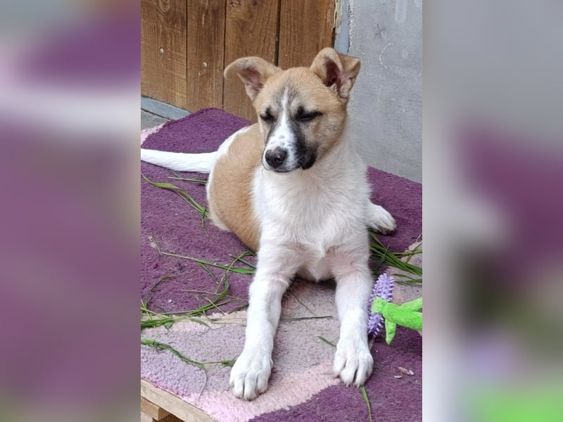 Ella ❤️ super liebes, junges Hundemädchen