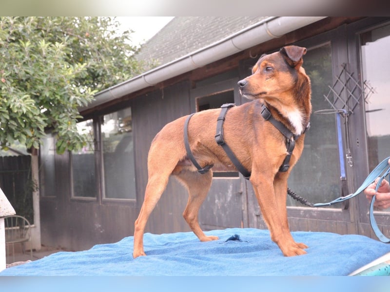 Lieber ♥Amon♥ sozialer, neugieriger Rüde