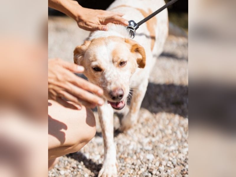 Lucy ❤️ liebe + gutmütige Zuckerschnute