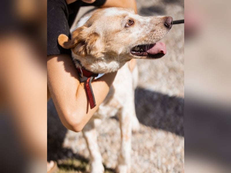 Lucy ❤️ liebe + gutmütige Zuckerschnute