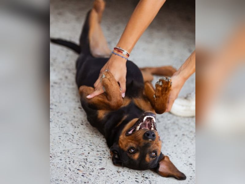 Ruhiger Jimmy ❤️ sucht liebesvolles Zuhause