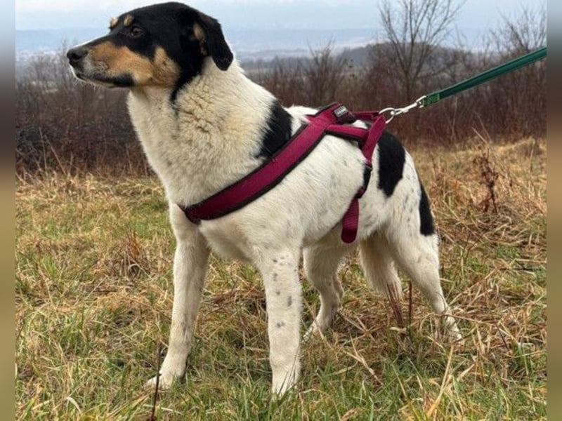 Milly ❤️ liebe, sanfte Hündin sucht dich!