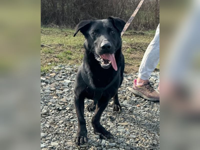 Blacky Aron ♥️ sucht Schutz & Liebe