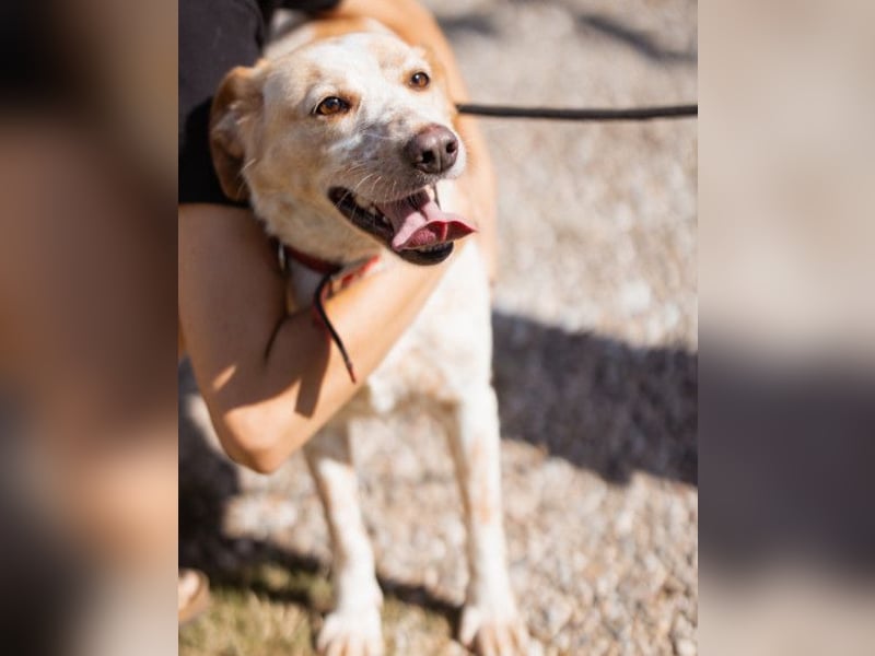 Lucy ❤️ liebe + gutmütige Zuckerschnute