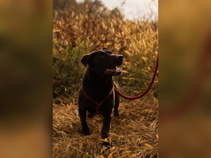 Blacky Aron ♥️ so verschmuster & verspielter Rüde