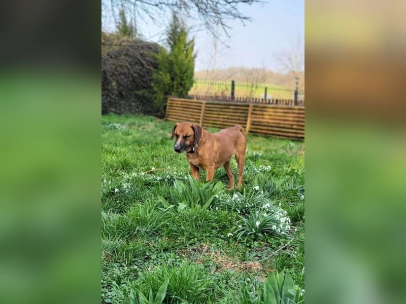 Sanfter ♥Amigo♥ erwartet dich bereits in 74749 Rosenberg
