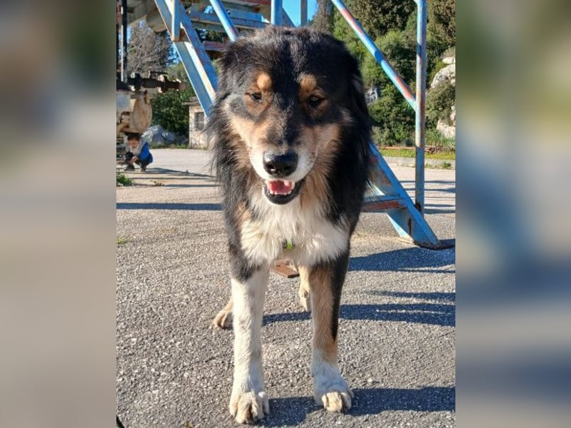 Max ❤️ rundum lieber Familienhund!