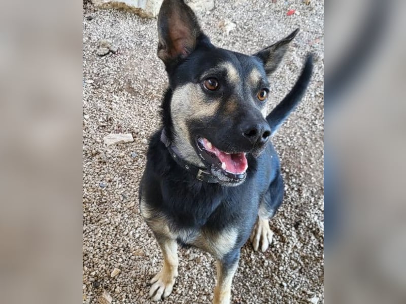 Otto ❤️ so freundlich und verträglich! Otto ❤️ so freundlich und verträglich!