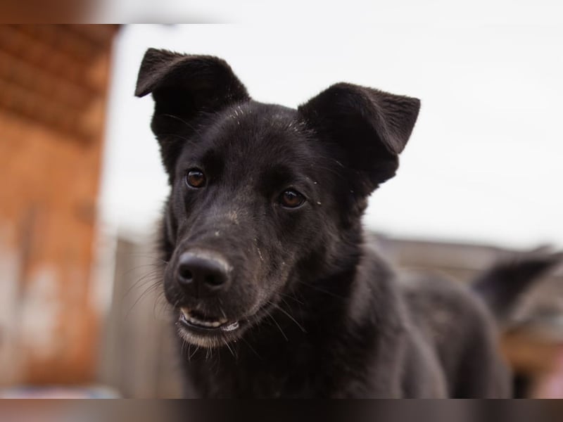 Loris ❤️ verspielter, aktiver Jungrüde